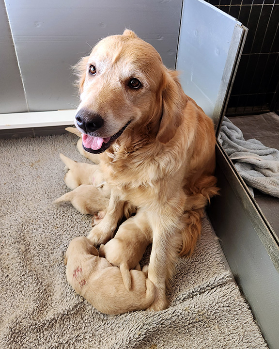 Golden Retriever puppies.