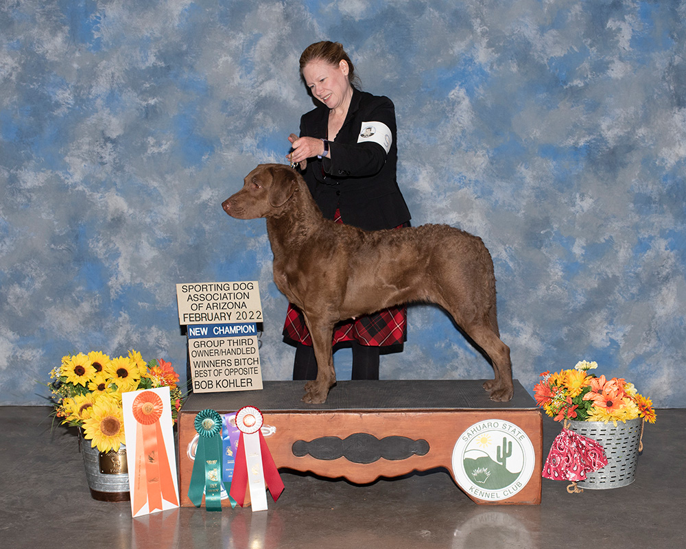 Uno the Chesapeake Bay Retriever after becoming a champion.