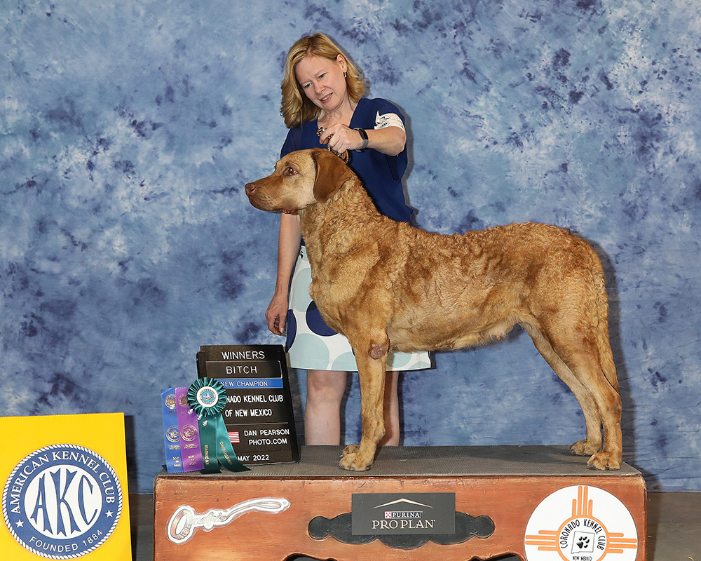 Nevie the Chesapeake Bay Retriever.