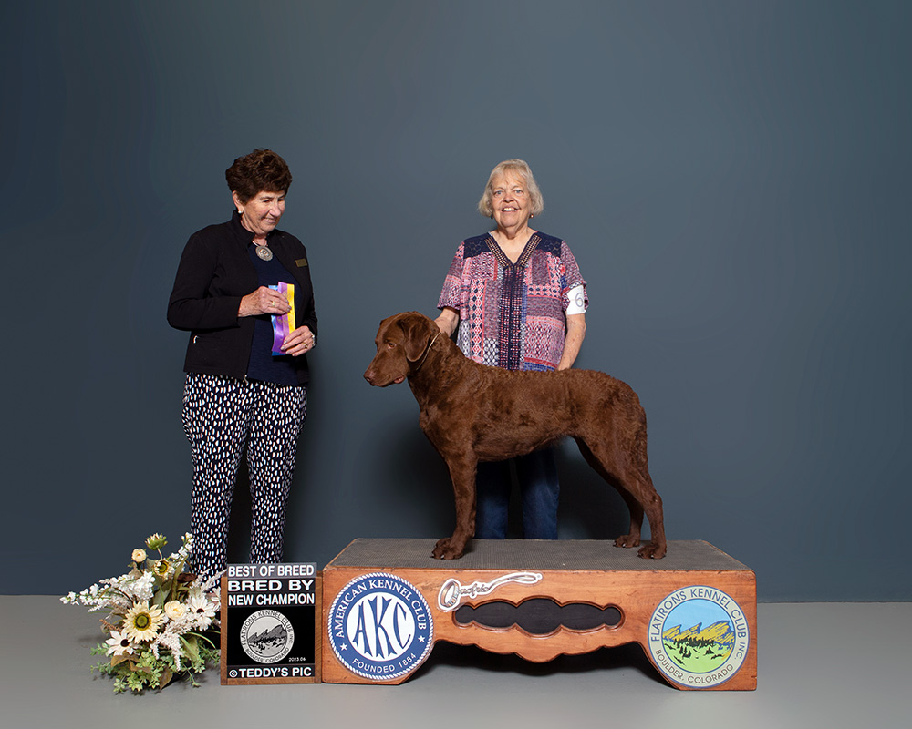 Willow the Chesapeake Bay Retriever at the Flatiron show.