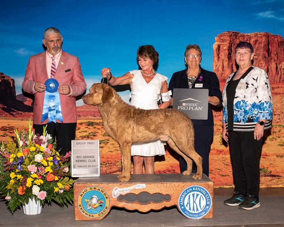 Bubba the Chesapeake Bay Retriever at a dog show.