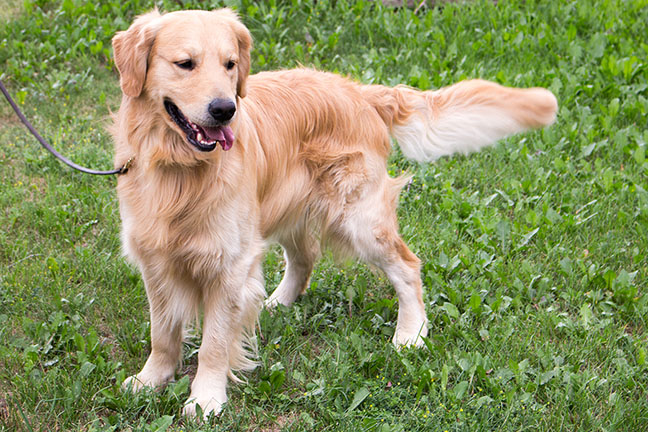 A group of Golden Retriever puppies