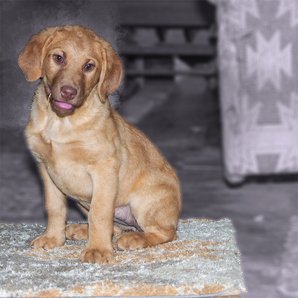 A litter of adorable Chesapeake Bay Retriever puppies.