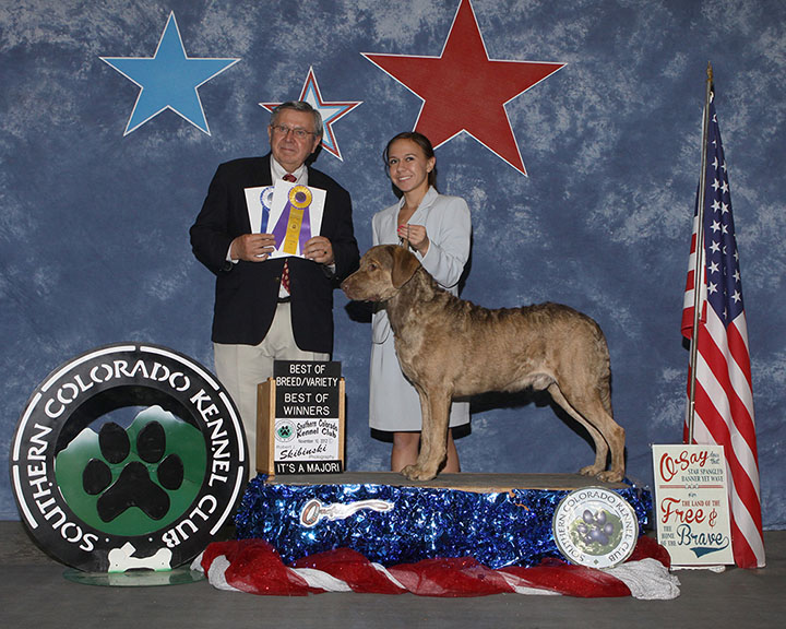 A group of Chesapeake Bay Retriever puppies